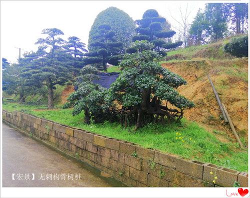 湖南无刺构骨球，长沙无刺构骨价格，湖南构骨小苗价格-长沙市雨花区宏景苗木场