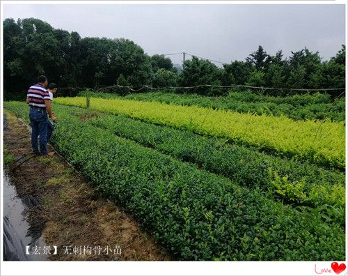 湖南无刺构骨球，长沙无刺构骨价格，湖南构骨小苗价格-长沙市雨花区宏景苗木场