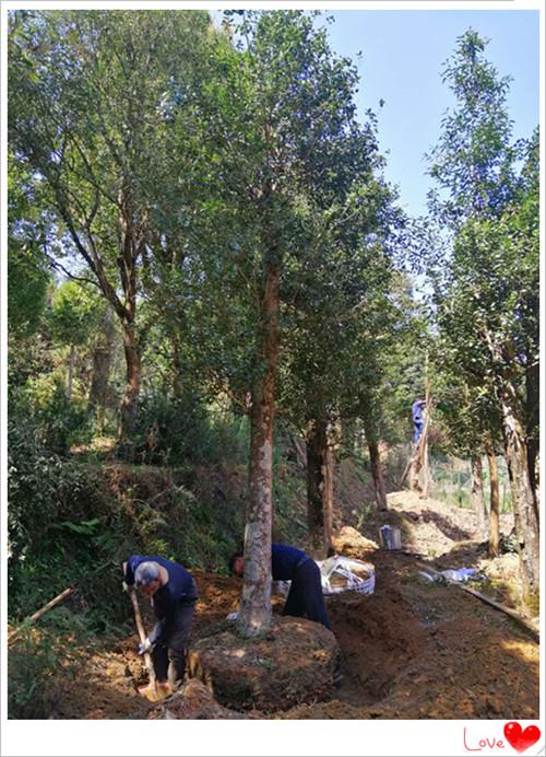 湖南无刺构骨球，长沙无刺构骨价格，湖南构骨小苗价格-长沙市雨花区宏景苗木场