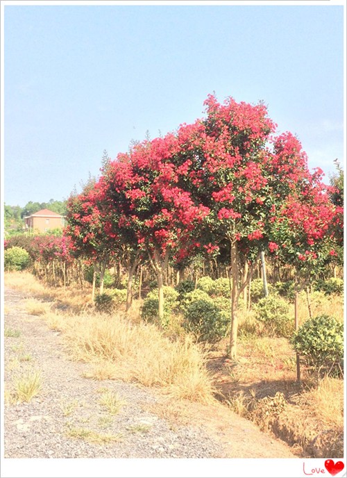 长沙紫薇基地，跳马嫁接紫薇苗圃，湖南嫁接紫薇批发-宏景苗木场