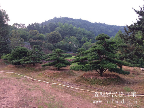 浏阳苗木，湖南香樟价格，湖南桂花价格，湖南造型罗汉松-宏景苗木场