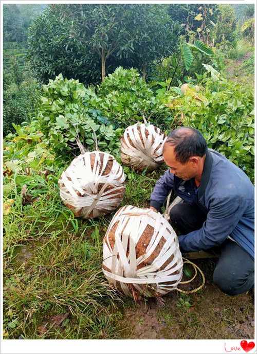 精品湖南茶花球，湖南茶花苗木，湖南茶花小苗-宏景苗木场