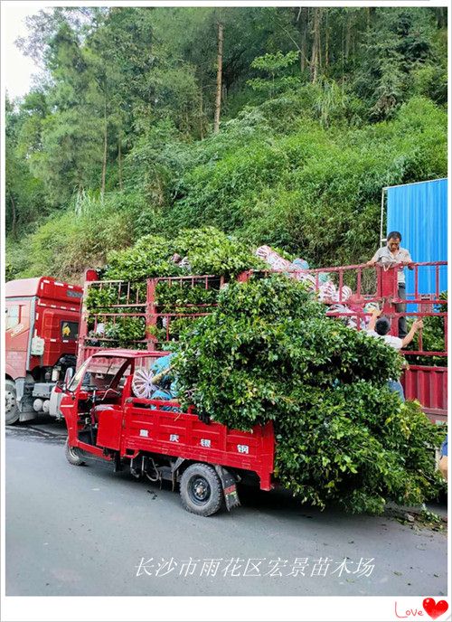 精品湖南茶花球，湖南茶花苗木，湖南茶花小苗-宏景苗木场