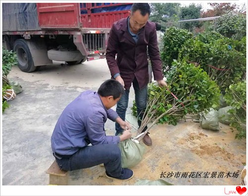 精品湖南茶花球，湖南茶花苗木，湖南茶花小苗-宏景苗木场