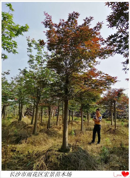 嫁接红枫苗木，湖南红枫价格，长沙跳马红枫基地-宏景苗木场