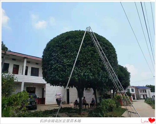 湖南精品桂花树，湖南桂花树价格，长沙跳马桂花苗圃-宏景苗木场