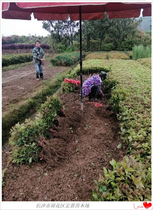 湖南精品桂花树，湖南桂花树价格，长沙跳马桂花苗圃-宏景苗木场