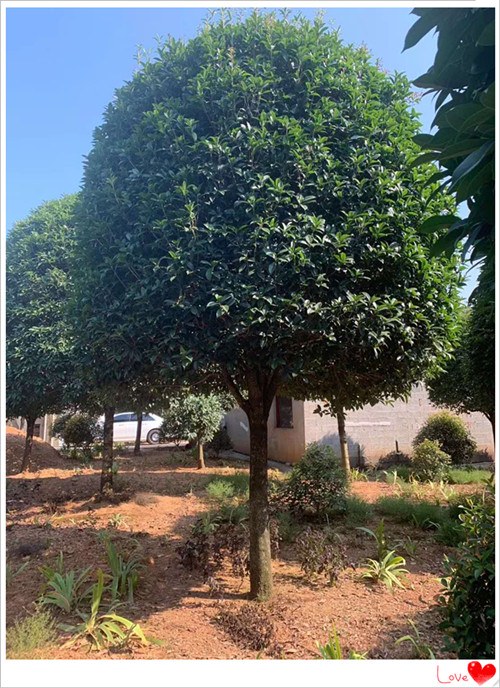 湖南精品桂花树，湖南桂花树价格，长沙跳马桂花苗圃-宏景苗木场