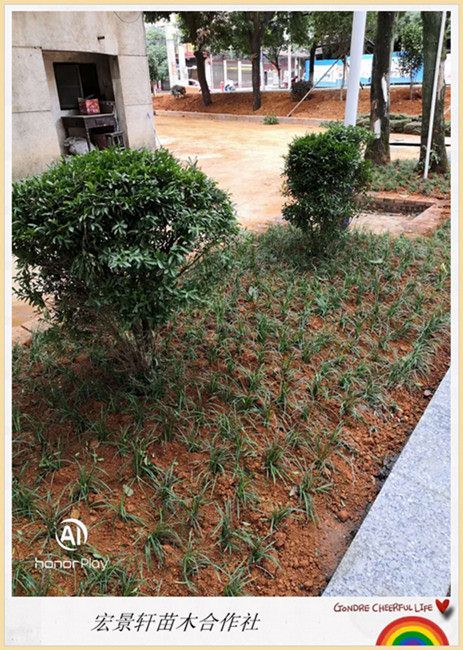 浏阳苗木花木价格,湖南苗木花木价格,湖南玉龙草价格-宏景苗木场 浏阳苗木花木价格,湖南苗木花木价格,湖南玉龙草价格-宏景苗木场