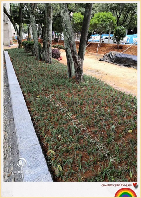 湖南玉龙草苗木,湖南玉龙草价格,长沙玉龙草基地-宏景苗木场 湖南玉龙草苗木,湖南玉龙草价格,长沙玉龙草基地-宏景苗木场