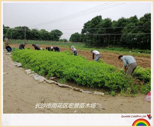 湖南杜鹃小毛球，湖南杜鹃价格，长沙杜鹃基地-宏景苗木场