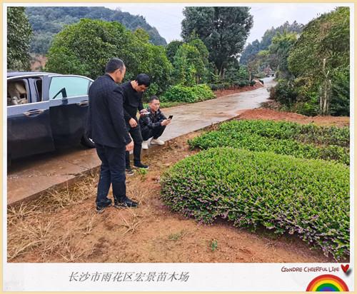 湖南香樟价格，湖南桂花价格，湖南紫薇-长沙市雨花区宏景苗木场