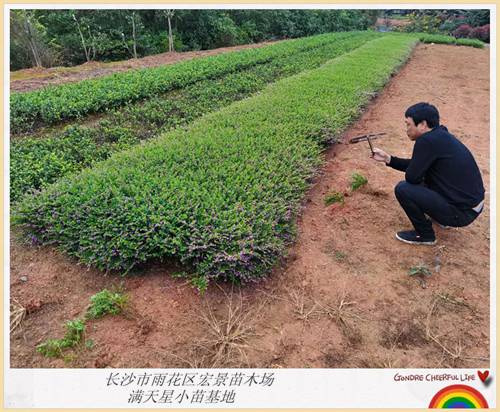 满天星小苗，湖南满天星价格，长沙满天星杯苗-宏景苗木长沙