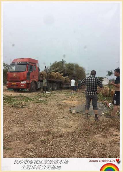 乐昌含笑苗木，全冠乐昌含笑价格，移栽乐昌含笑苗圃-宏景苗木场