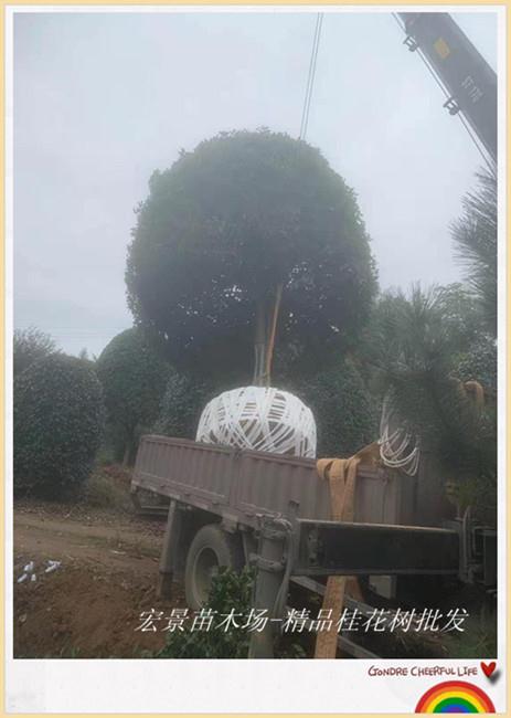 精品湖南桂花树，湖南桂花价格，长沙桂花树苗圃-宏景苗木场