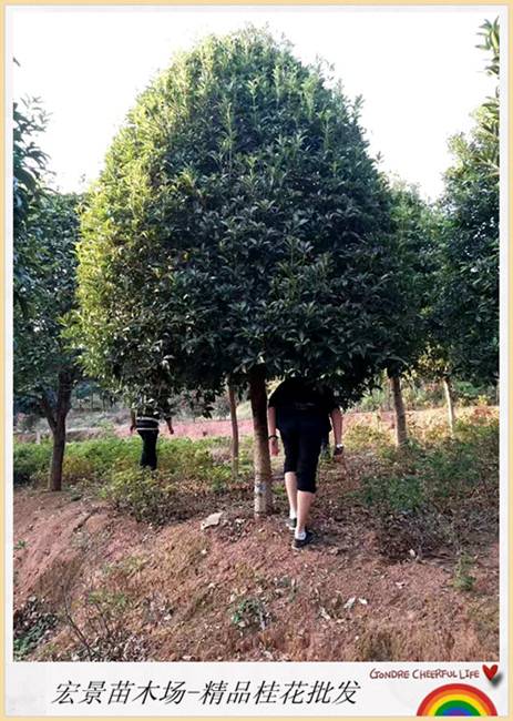 精品湖南桂花树，湖南桂花价格，长沙桂花树苗圃-宏景苗木场