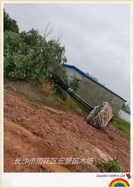 湖南移栽香樟价格，湖南骨架香樟，湖南丛生香樟-宏景苗木场