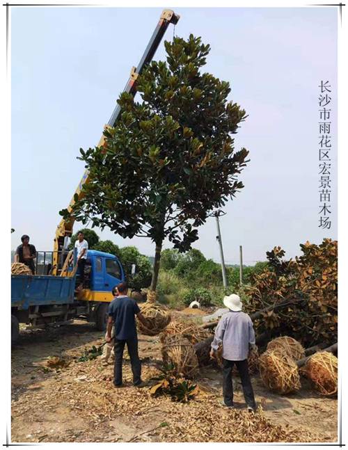 湖南全冠广玉兰苗木，湖南广玉兰价格，长沙广玉兰苗圃，湖南移栽广玉兰基地-长沙市雨花区宏景苗木场