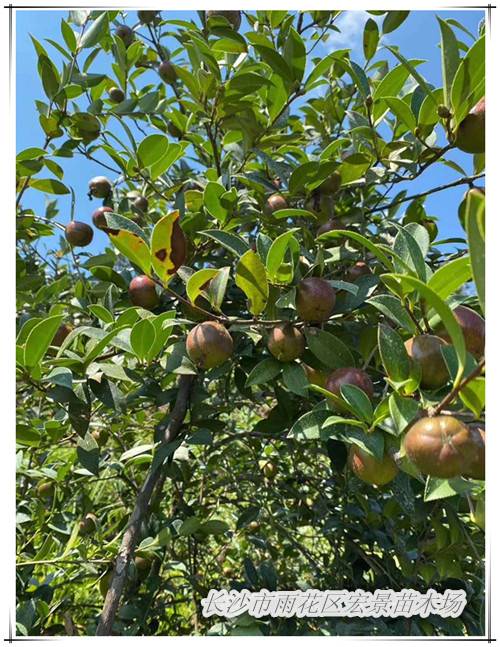 油茶苗基地，湖南油茶苗价格，长沙油茶苗，浏阳油茶苗价格-长沙市雨花区宏景苗木场