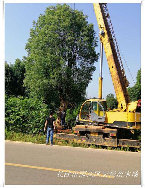 长沙跳马移栽香樟价格，湖南全冠香樟，益阳香樟苗圃-宏景苗木场