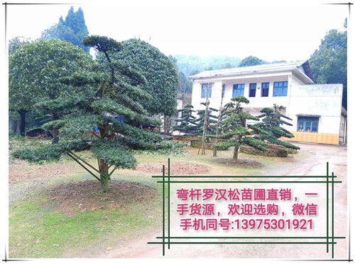 湖南罗汉松苗木，湖南造型罗汉松价格，精品造型罗汉松-宏景苗木场