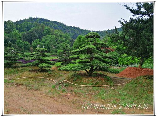 湖南罗汉松苗木，湖南造型罗汉松价格，精品造型罗汉松-宏景苗木场