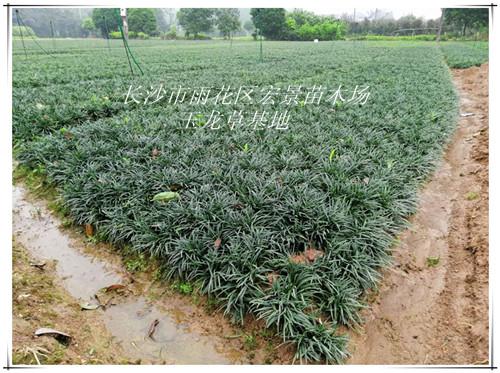 玉龙草价格，湖南吉祥草价格，长沙跳马玉龙草基地，湖南矮麦冬批发-长沙市雨花区宏景苗木场