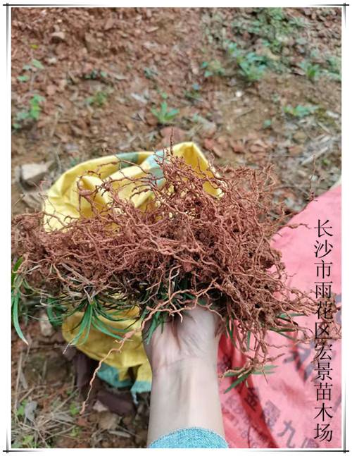 玉龙草价格，湖南吉祥草价格，长沙跳马玉龙草基地，湖南矮麦冬批发-宏景苗木场