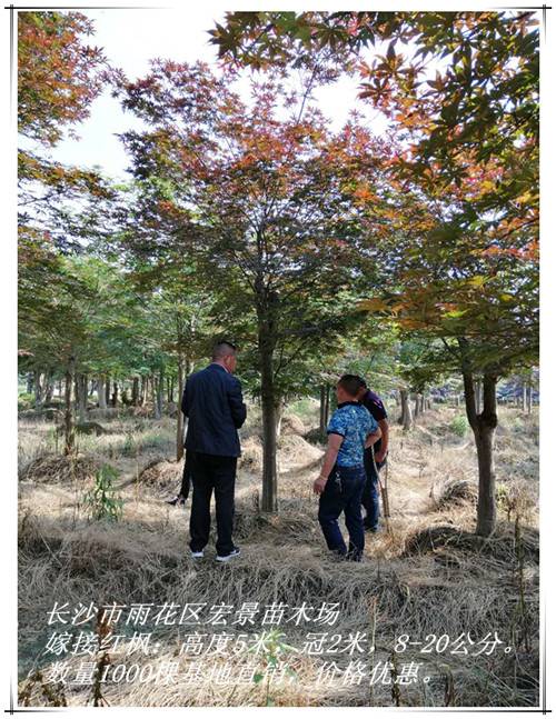 湖南红枫价格，湖南嫁接红枫，浏阳红枫价格-宏景苗木场