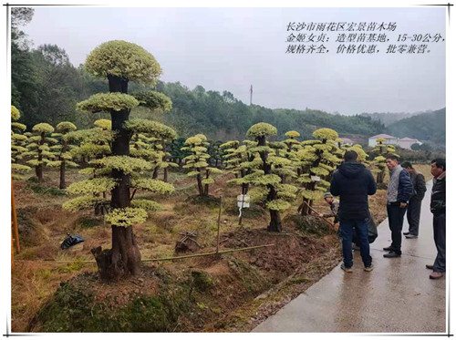 造型金姬女贞基地，湖南造型金姬女贞，金姬女贞价格-宏景苗木场