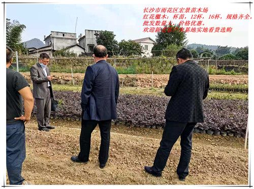 红花檵木杯苗，湖南红花檵木价格，浏阳红花檵木小苗-宏景苗木场