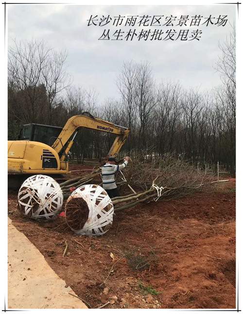 湖南全冠朴树，湖南丛生朴树，湖南朴树价格，浏阳朴树基地-长沙市雨花区宏景苗木场