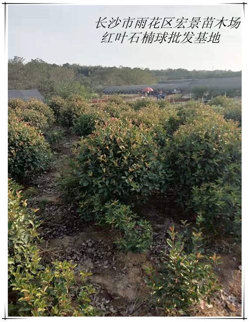 湖南红叶石楠球，长沙红叶 石楠价格，湖南红叶石楠价格-宏景苗木场