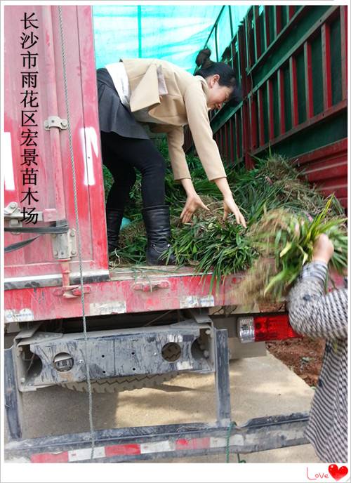 湖南吉祥草价格，湖南玉龙草价格，浏阳吉祥草价格-宏景苗木场