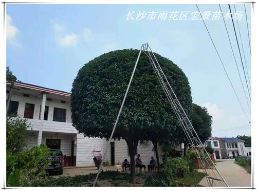 湖南桂花树价格，长沙跳马桂花树，精品桂花树苗圃-长沙市雨花区宏景苗木场