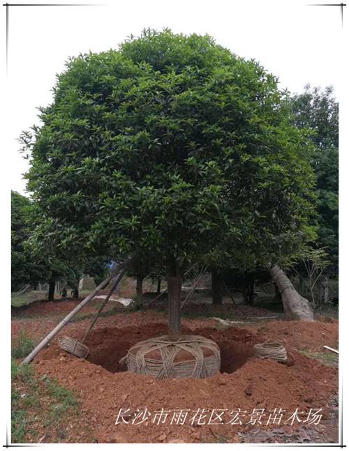 湖南桂花树价格，长沙跳马桂花树，精品桂花树苗圃-长沙市雨花区宏景苗木场