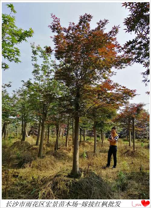 红枫苗木，嫁接红枫，原生红枫苗圃，湖南红枫基地，湖南红枫价格-长沙市雨花区宏景苗木场