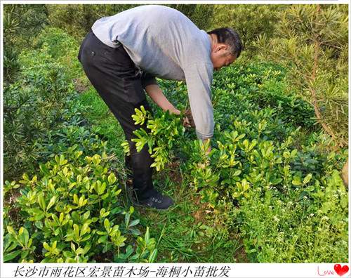 湖南海桐小苗，长沙跳马海桐小苗，浏阳海桐小毛球，湖南海桐价格-长沙市雨花区宏景苗木场