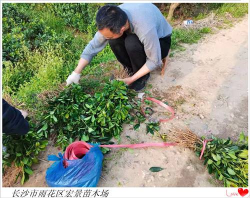 湖南海桐小苗，长沙跳马海桐小苗，浏阳海桐小毛球，湖南海桐价格-长沙市雨花区宏景苗木场