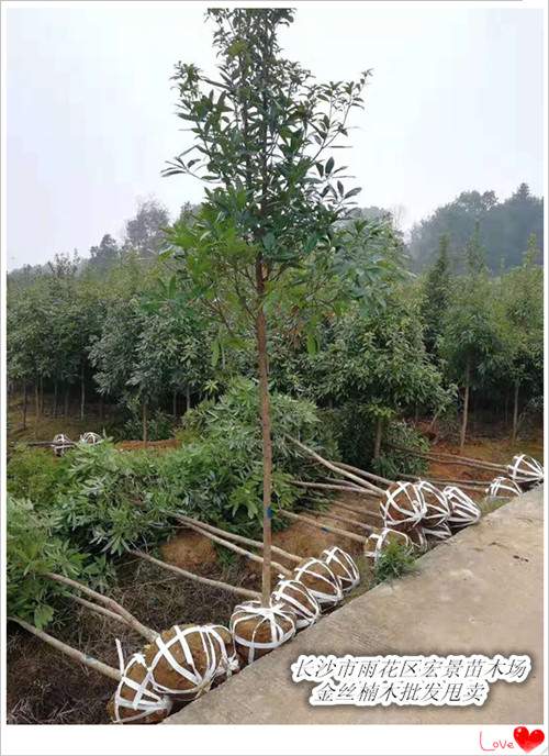 金丝楠木价格，湖南金丝楠木基地，长沙跳马金丝楠木批发-长沙市雨花区宏景苗木场