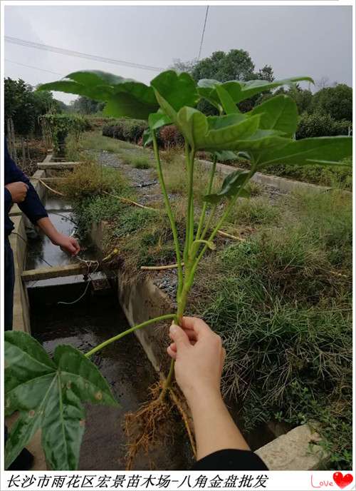 湖南八角金盆小苗，浏阳八角金盆杯苗，湖南八角金盆价格，长沙跳马八角金盆批发