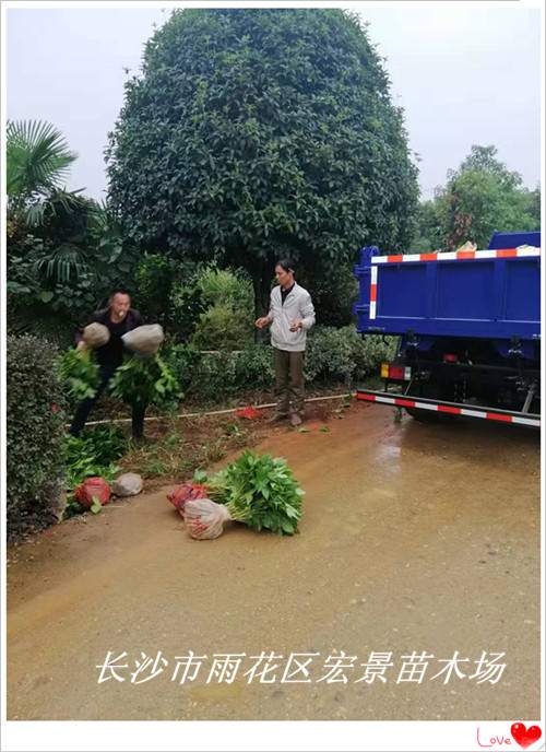 湖南八角金盆小苗，浏阳八角金盆杯苗，湖南八角金盆价格，长沙跳马八角金盆批发