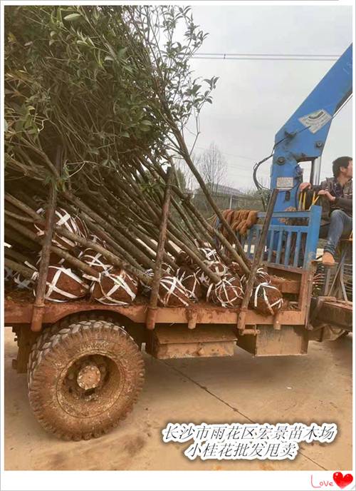 湖南桂花价格,湖南精品桂花树,湖南桂花树批发-宏景苗木场 湖南桂花价格,湖南精品桂花树,湖南桂花树批发-宏景苗木场