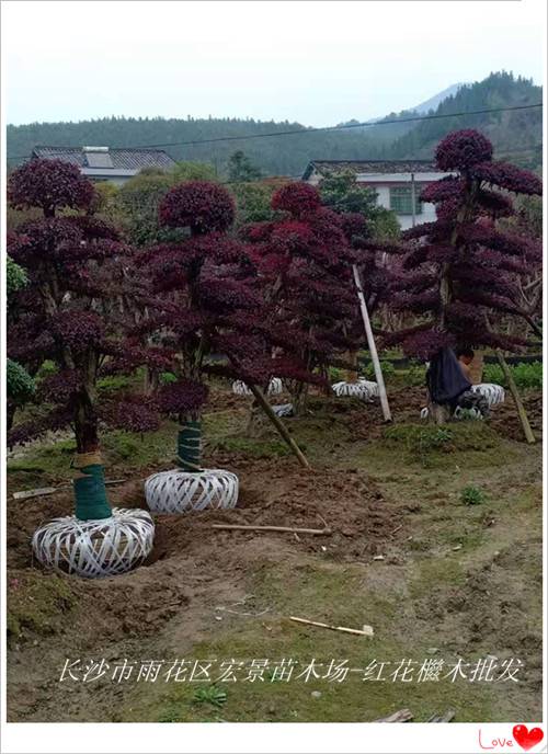 湖南红花檵木树桩-湖南红花檵木价格-宏景苗木场