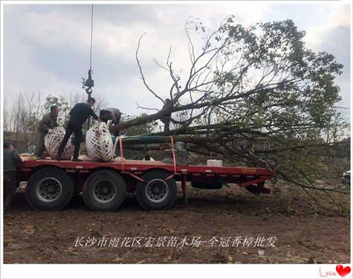 湖南香樟价格，湖南全冠香樟批发-宏景苗木场