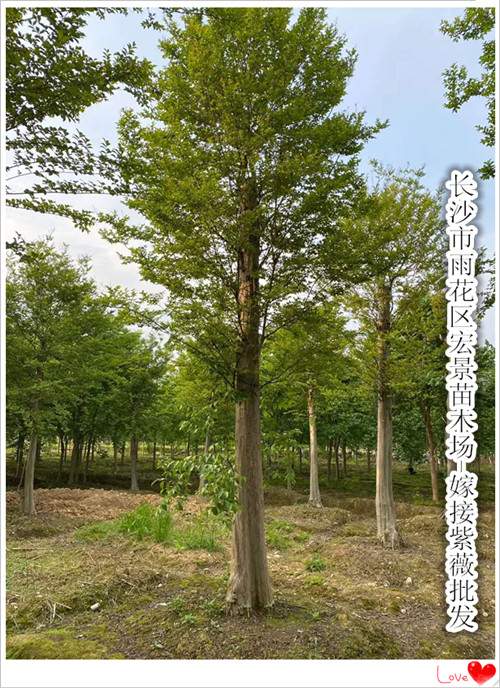 湖南嫁接紫薇,湖南紫薇价格,浏阳紫薇批发-宏景苗木场 湖南嫁接紫薇,湖南紫薇价格,浏阳紫薇批发-宏景苗木场