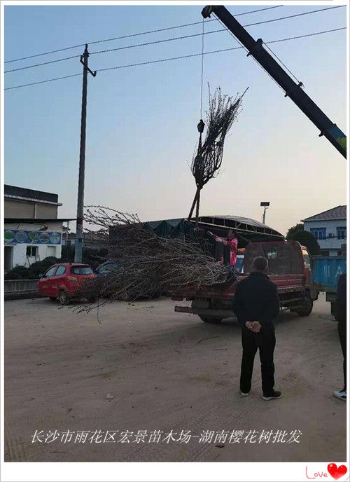 湖南樱花树批发，湖南樱花树价格-宏景苗木场