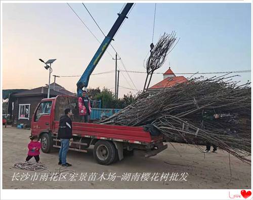 湖南樱花树批发，湖南樱花树价格-宏景苗木场