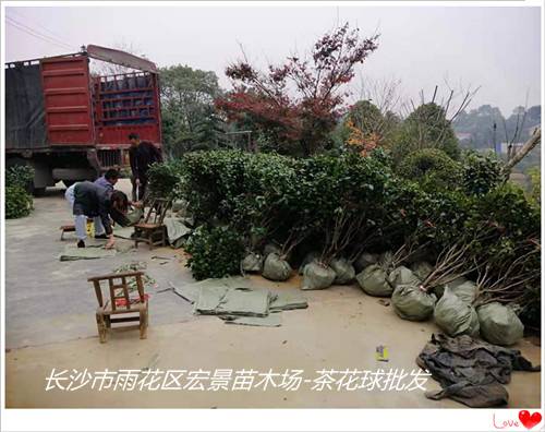 湖南茶花球批发，浏阳茶花球价格，湖南茶花树基地-宏景苗木场