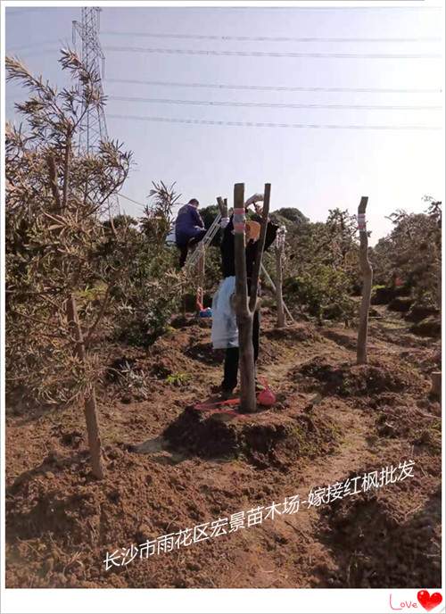 湖南红枫价格，浏阳红枫价格，湖南嫁接红枫-宏景苗木场